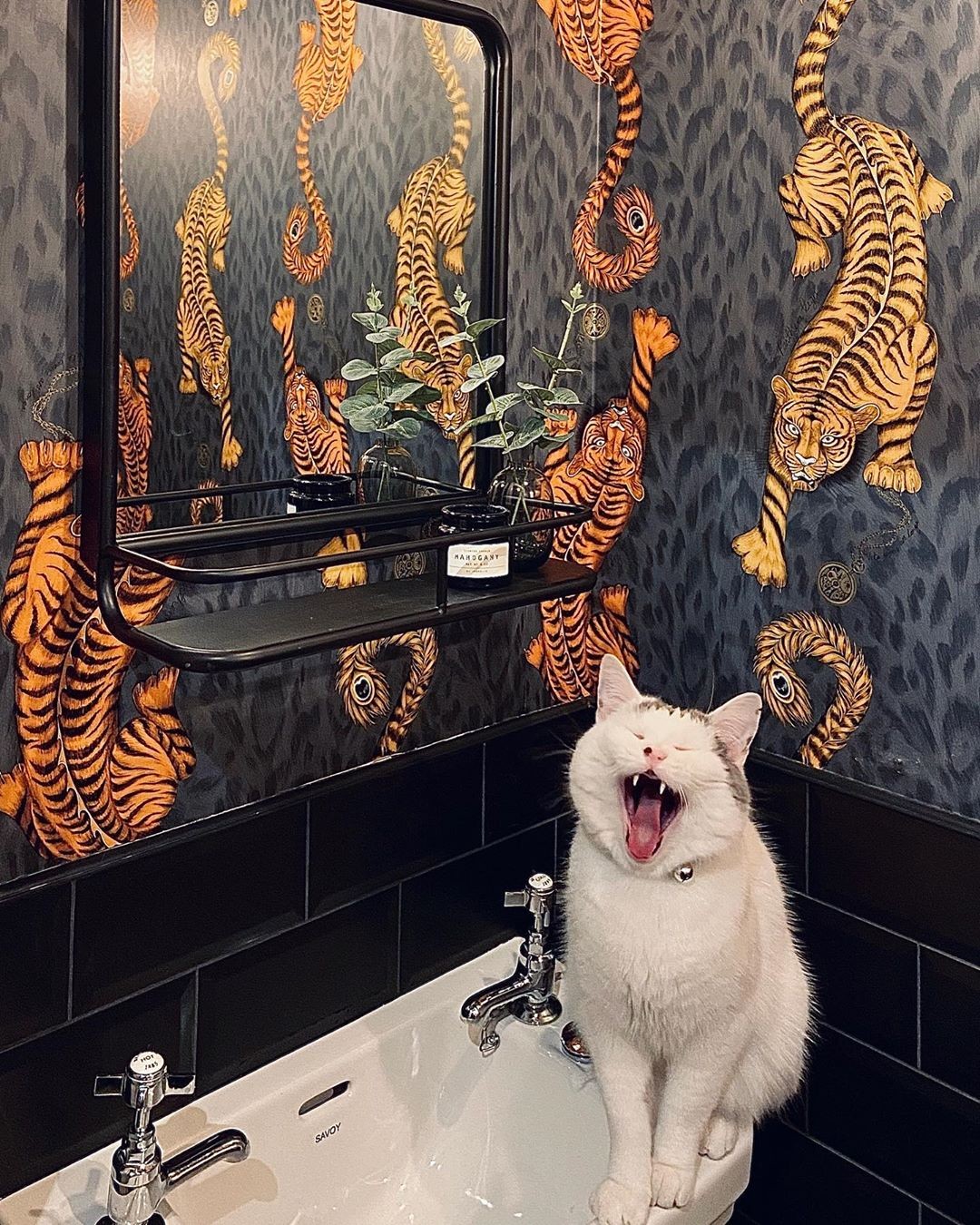 13. Feline Roars and Tiger Dreams: Embracing Wild Style In the Darkest Corners