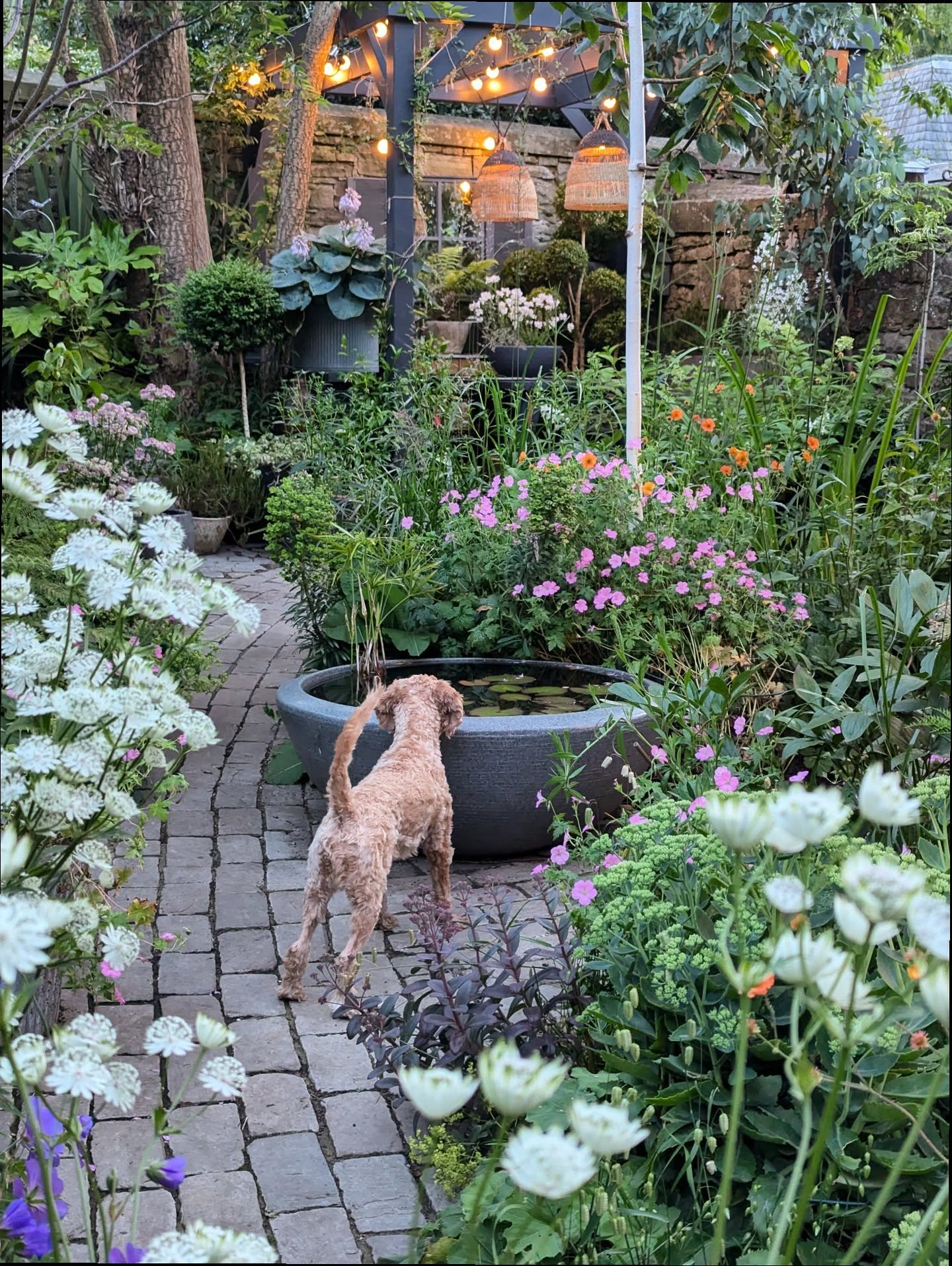 4. the Interwoven Pathway Of Lavender and Stone In a Sunlit Corner